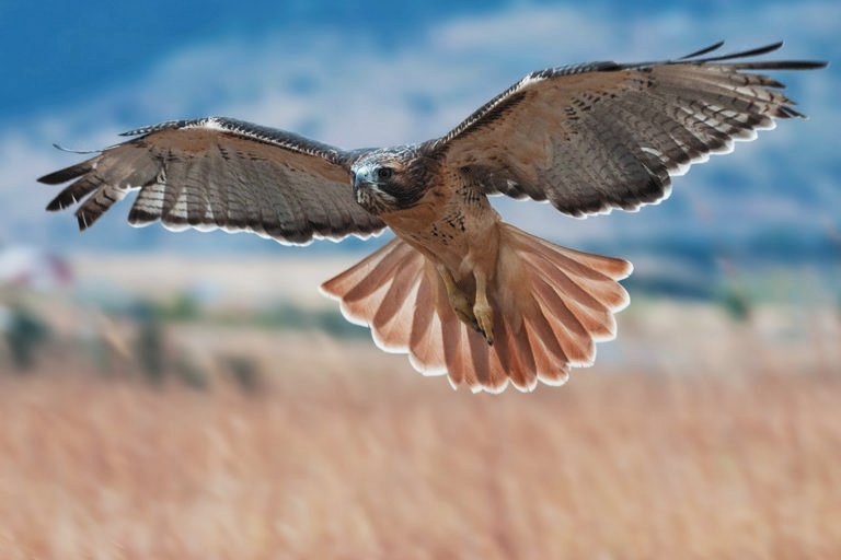Red-tailed hawk. Photo Credit: Tianne Strombeck.