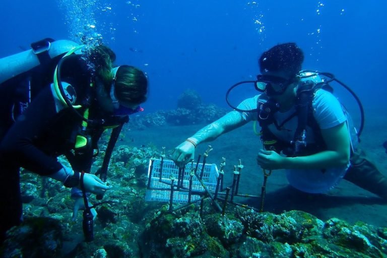 Transplanting coral