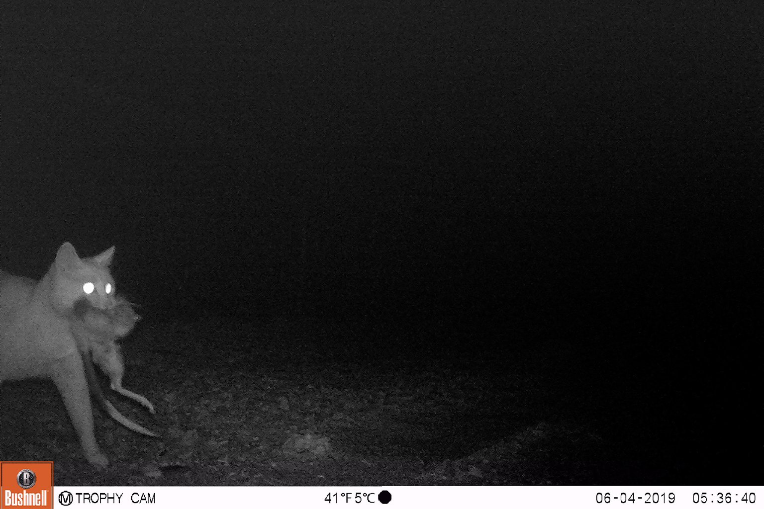 Remote camera footage showing a feral cat with a burrowing bettong in its mouth. Image courtesy of UNSW.