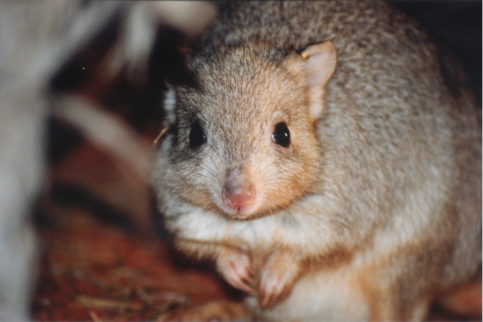 Burrowing bettongs are one of the study species used in the prey naivety trial. Image by Andrew Freeman.