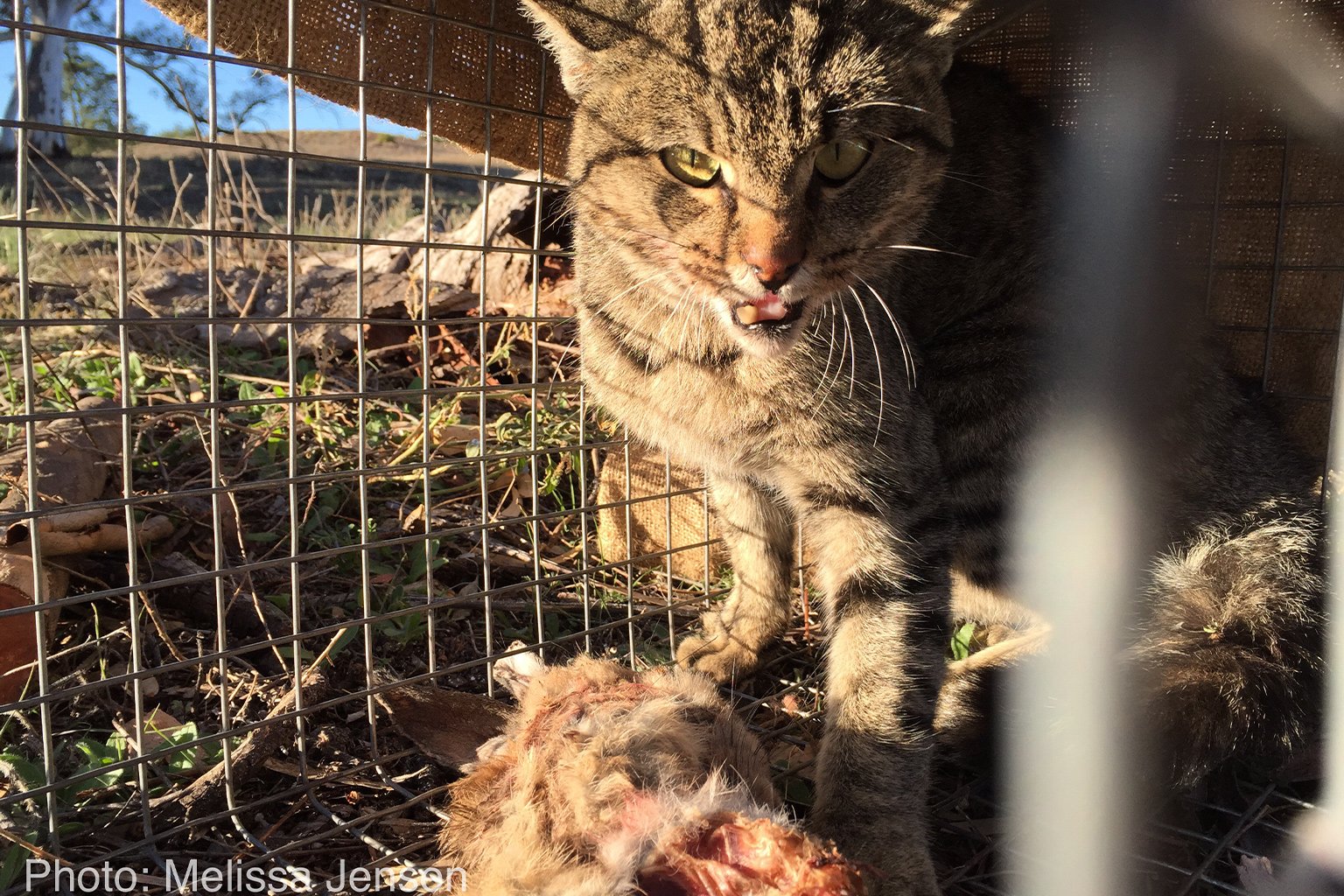 A feral cat caught in a cage trap. Image courtesy of Melissa Jensen.