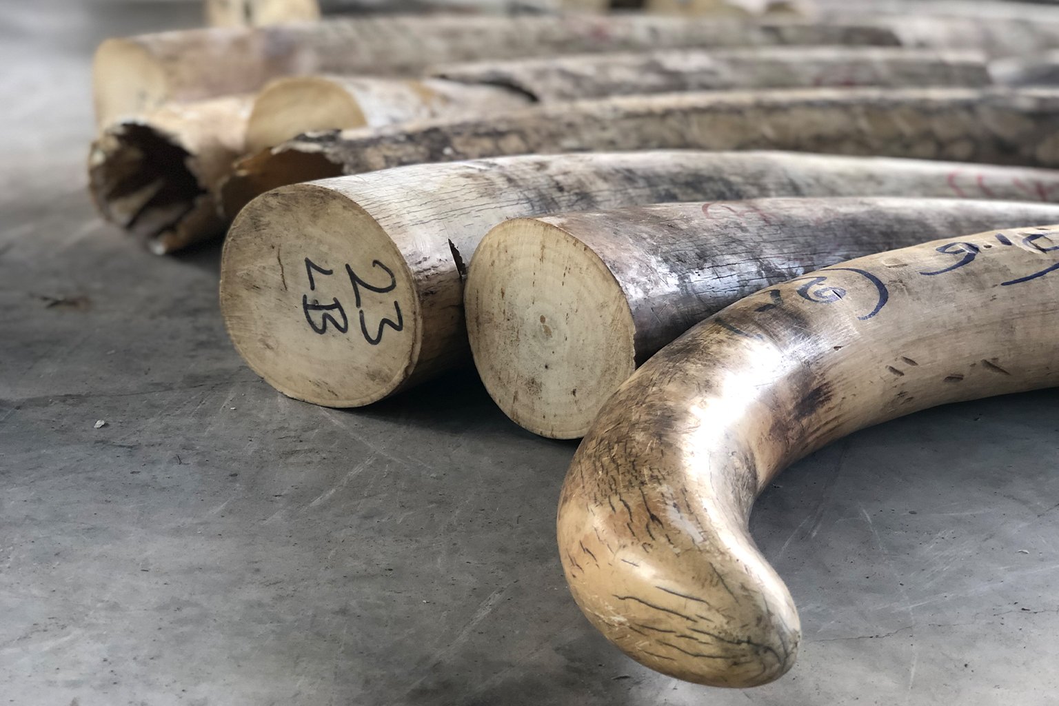 Close-up of ivory tusks.