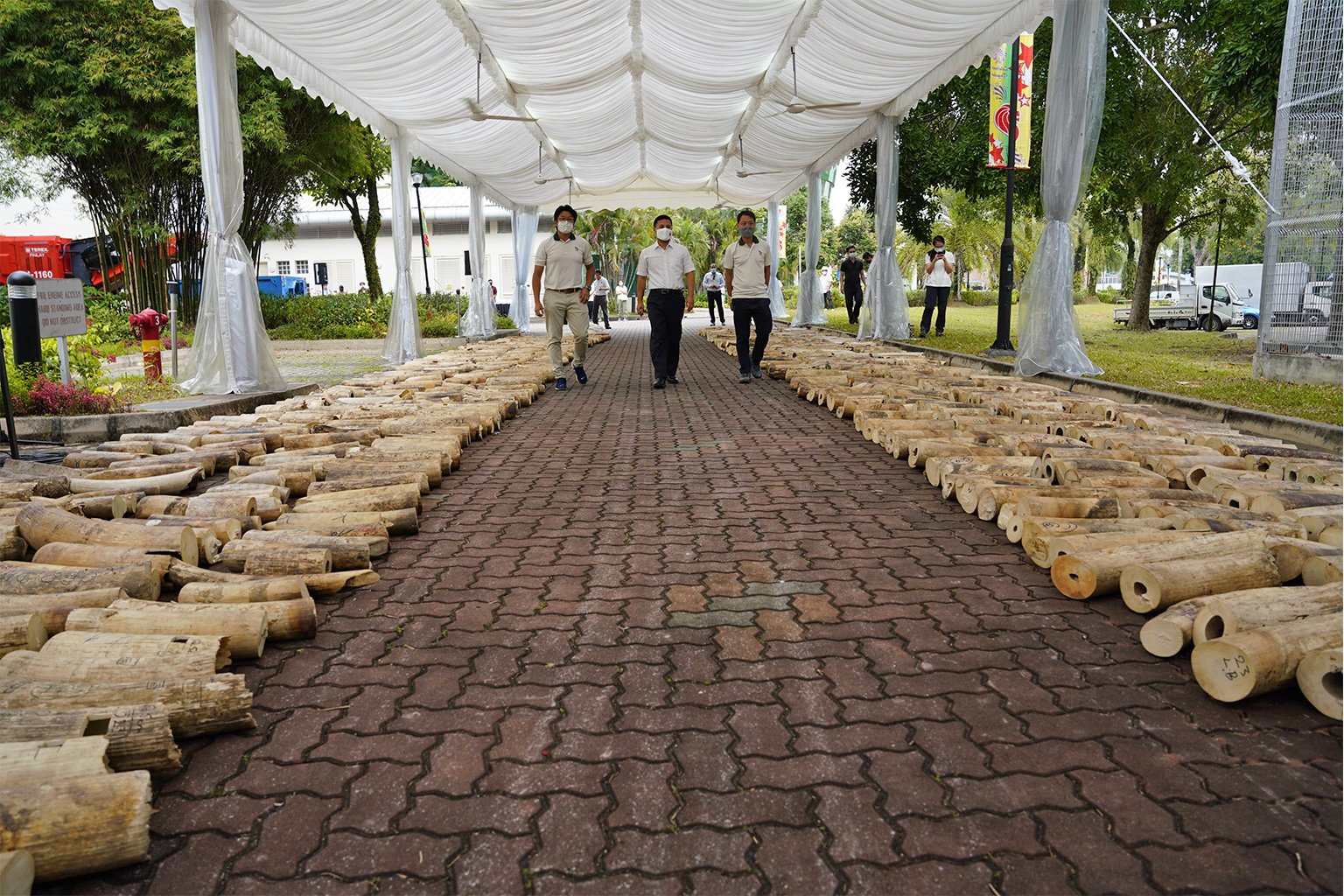 A Singapore government representative arriving to kick-start the ivory crushing process.
