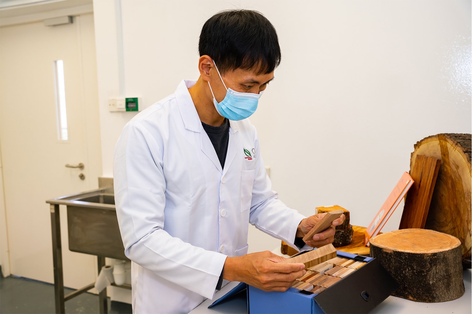 A researcher looking at timber samples of various species from around the world.