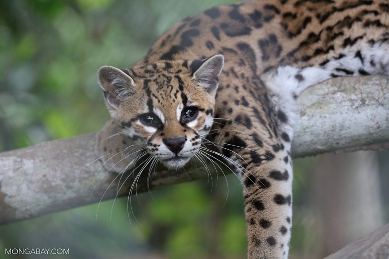 The Terra do Meio Ecological Station, near the Triunfo do Xingu Environmental Protected Area, is home to margays (Leopardus wiedii), small wild cats native to South and Central America. Image by Rhett A. Butler/Mongabay.