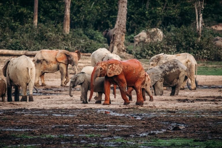 Given the extreme heat that can sometimes characterize Central Africa, it is no wonder that forest elephants find themselves drawn to cool mud. Depending on what color mud the forest elephant is wearing, one can often figure out where that elephant was the few hours before. Yellow mud is found in the three mud-pits at Dzanga Bai while the red mud is often worn by forest elephants entering the bai after having spent the past few hours in the forest, where we assume they are enjoying some cool, red, forest mud. Copyright Ana Verahrami/Elephant Listening Project.