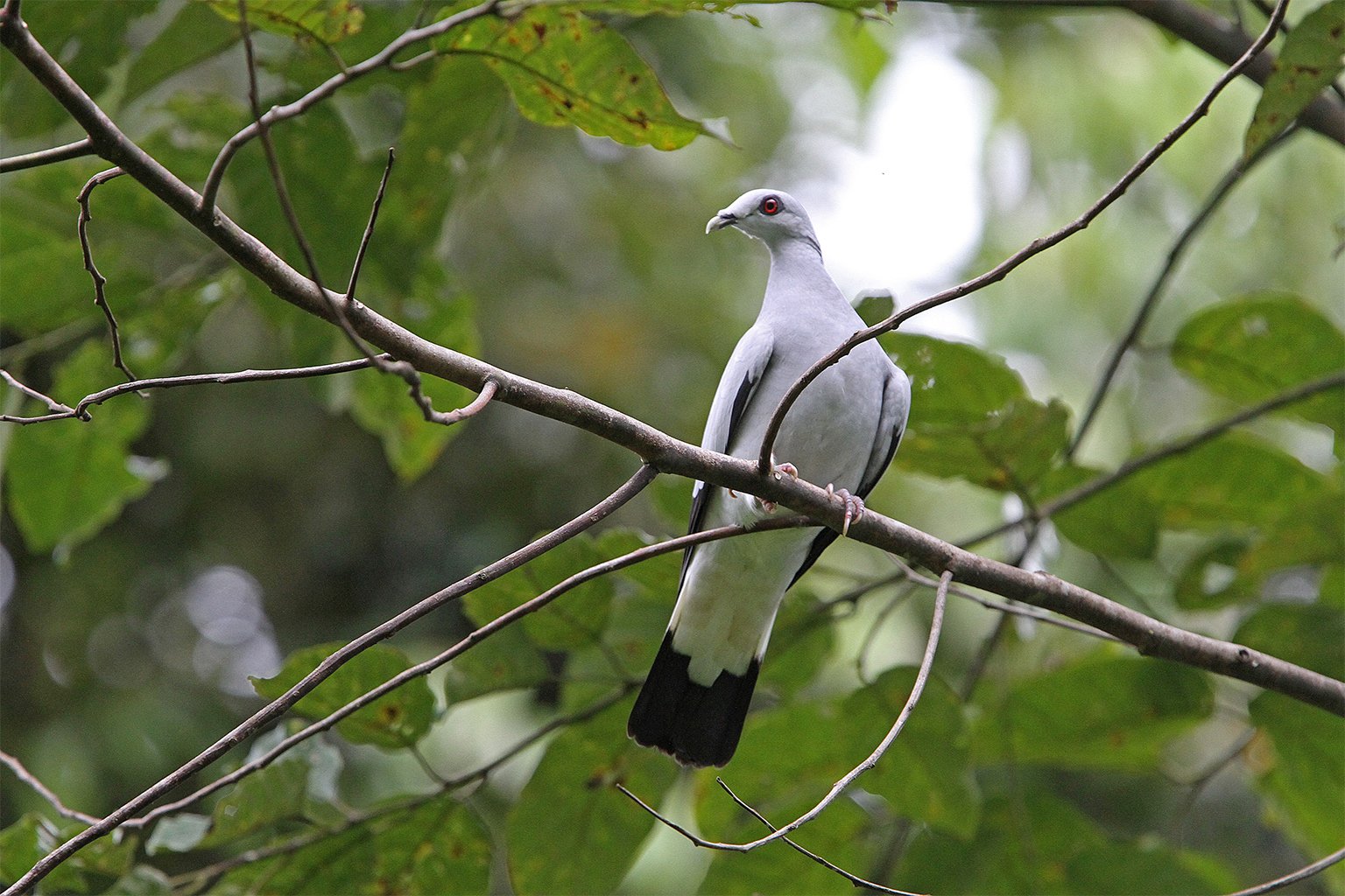 A silvery pigeon. Conservationists recently warned that the species’ appearance on online marketplaces could be the beginning of a new trend, potentially threatening its survival. 