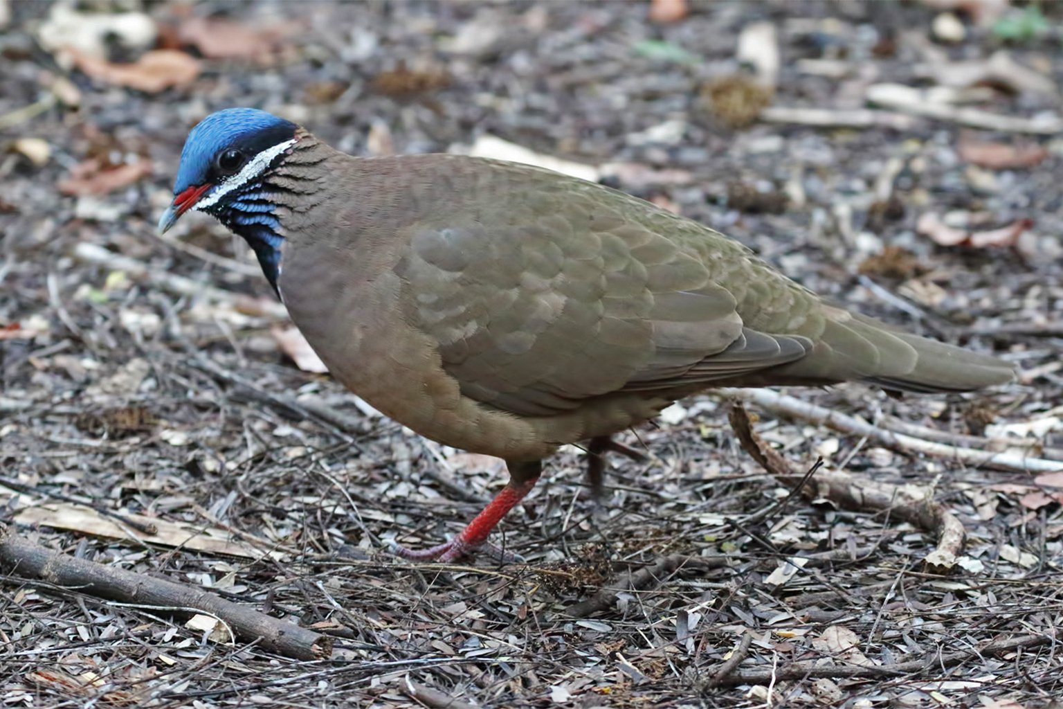 A blue-headed quail dove. 