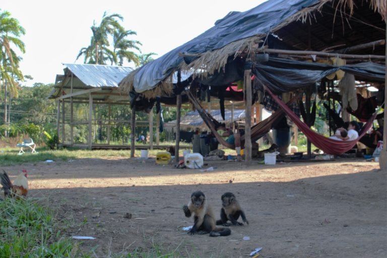 The Nukak, similarly to other nomadic peoples in the Amazon, often have forest animals as pets such as these capuchin monkeys, as well as parrots and peccaries.