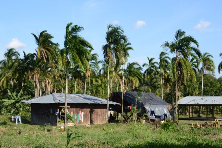 Tall chontaduro trees surround the dilapidated sheds where the Nukak live.