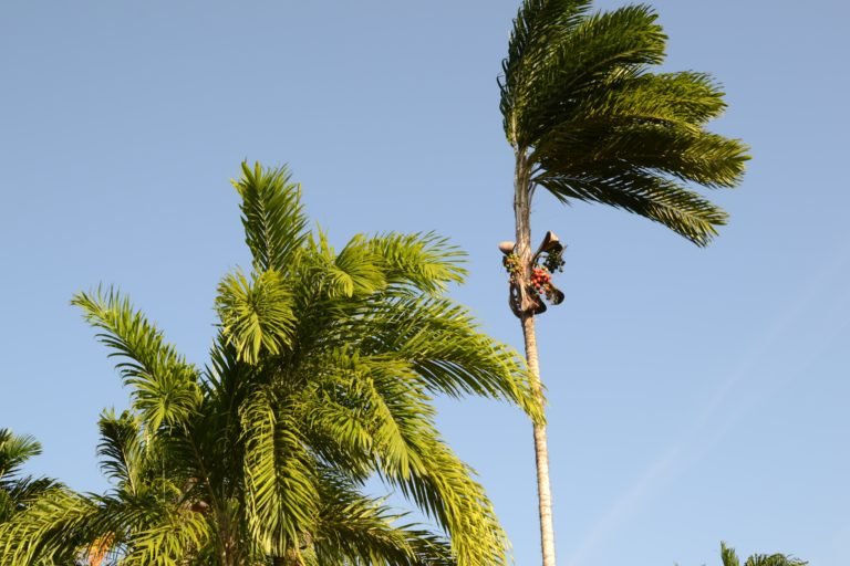 A chontaduro or peach palm tree, the fruit which the Nukak use to make the fermented drink chicha.