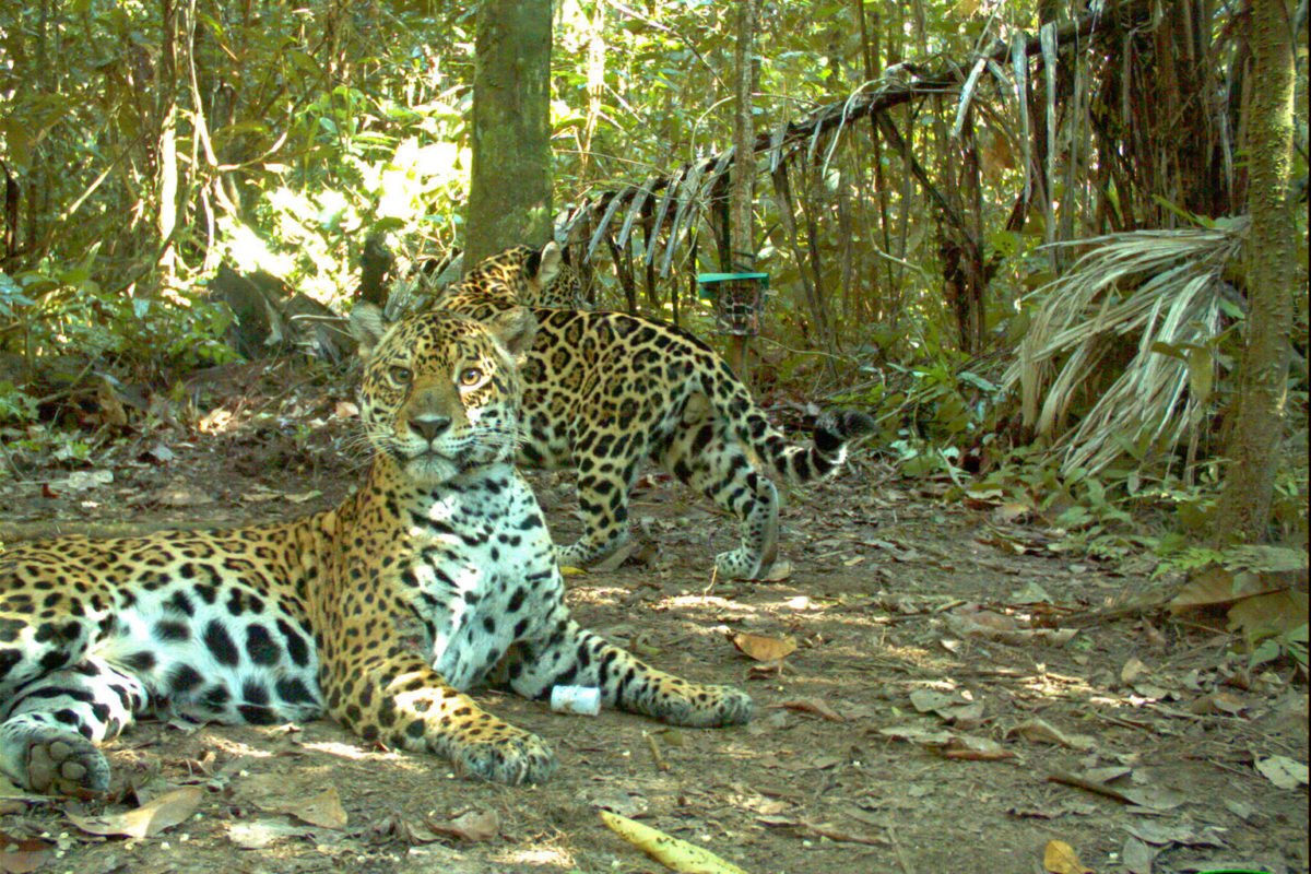 Jaguars from Bolivia. Image by WCS.