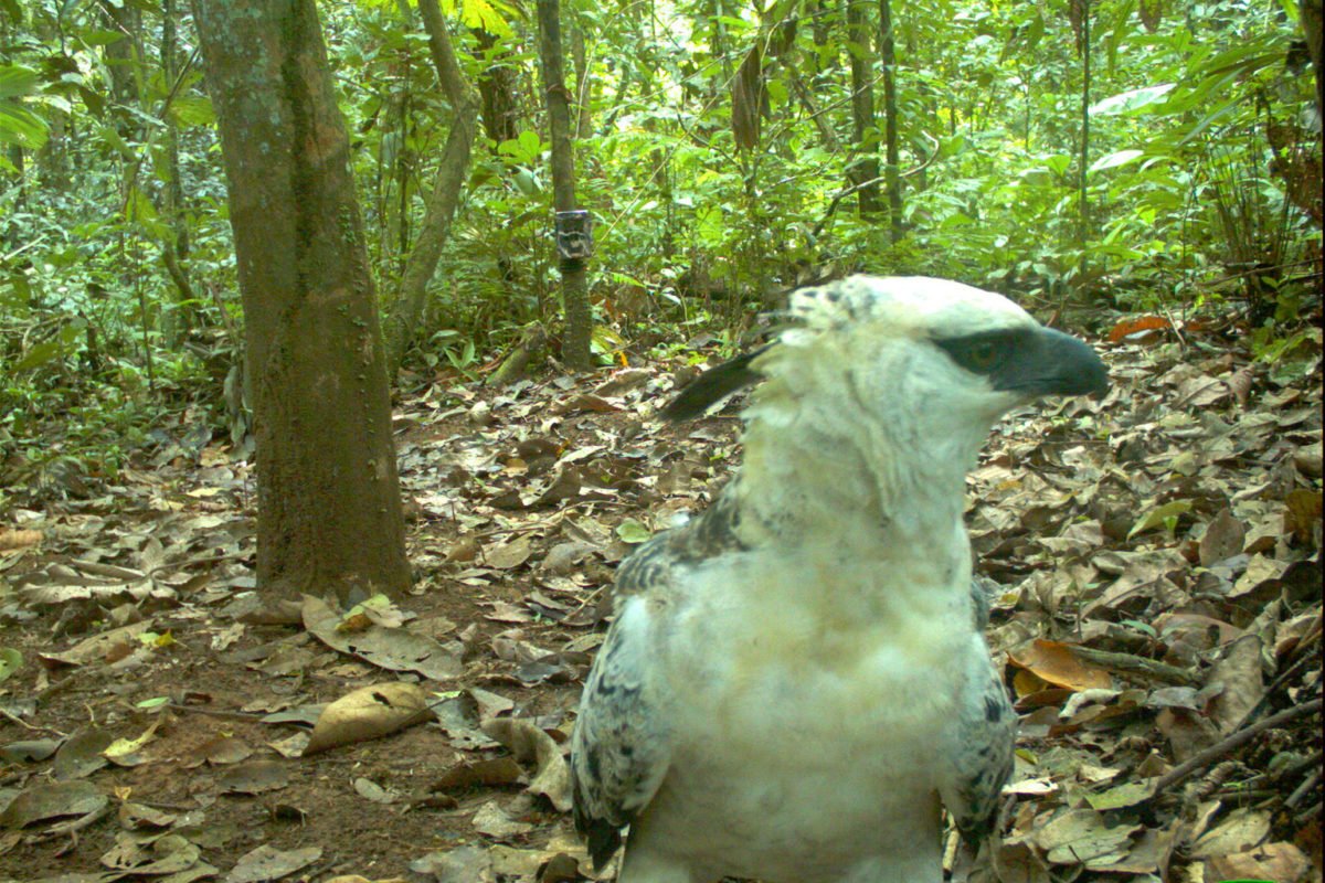 Crested eagle in Bolivia. Image by WCS.