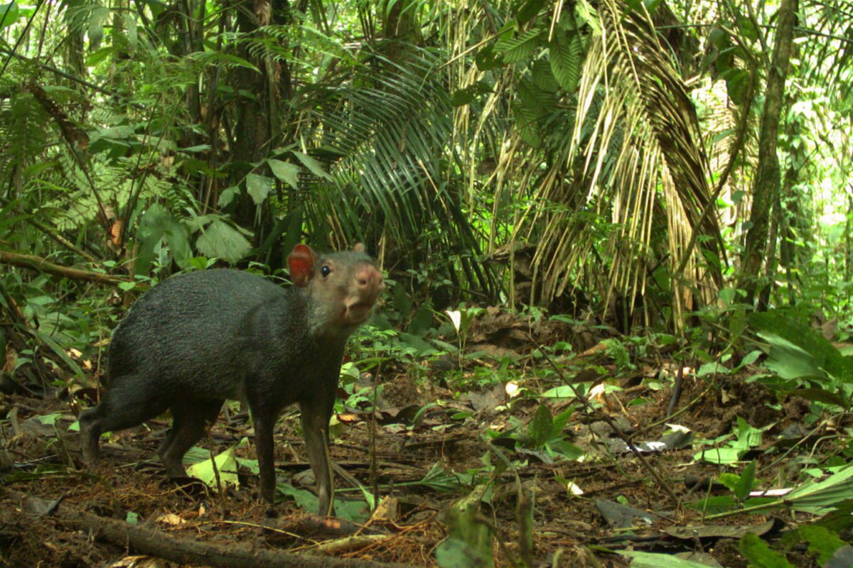 Black agouti from Ecuador. Image by WCS.