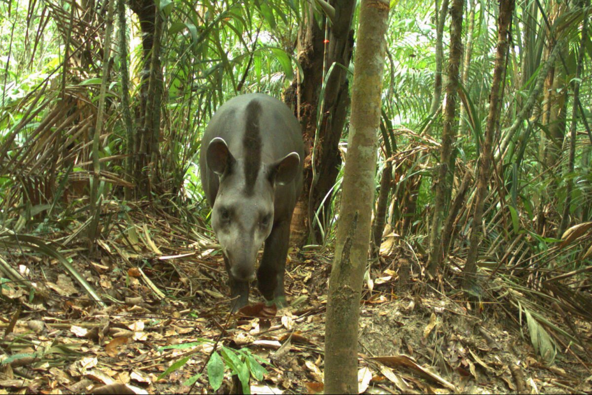A South American tapir in Colombia. Image by WCS.
