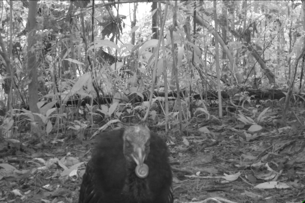 A pale-winged trumpeter from Peru. Image by WCS.