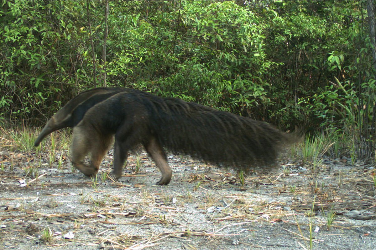 A giant anteater from Colombia. Image by WCS.