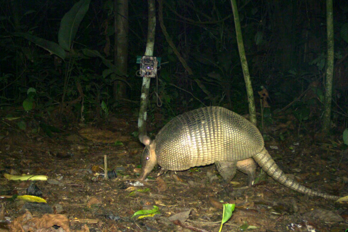 An armadillo from Bolivia. Image by WCS.