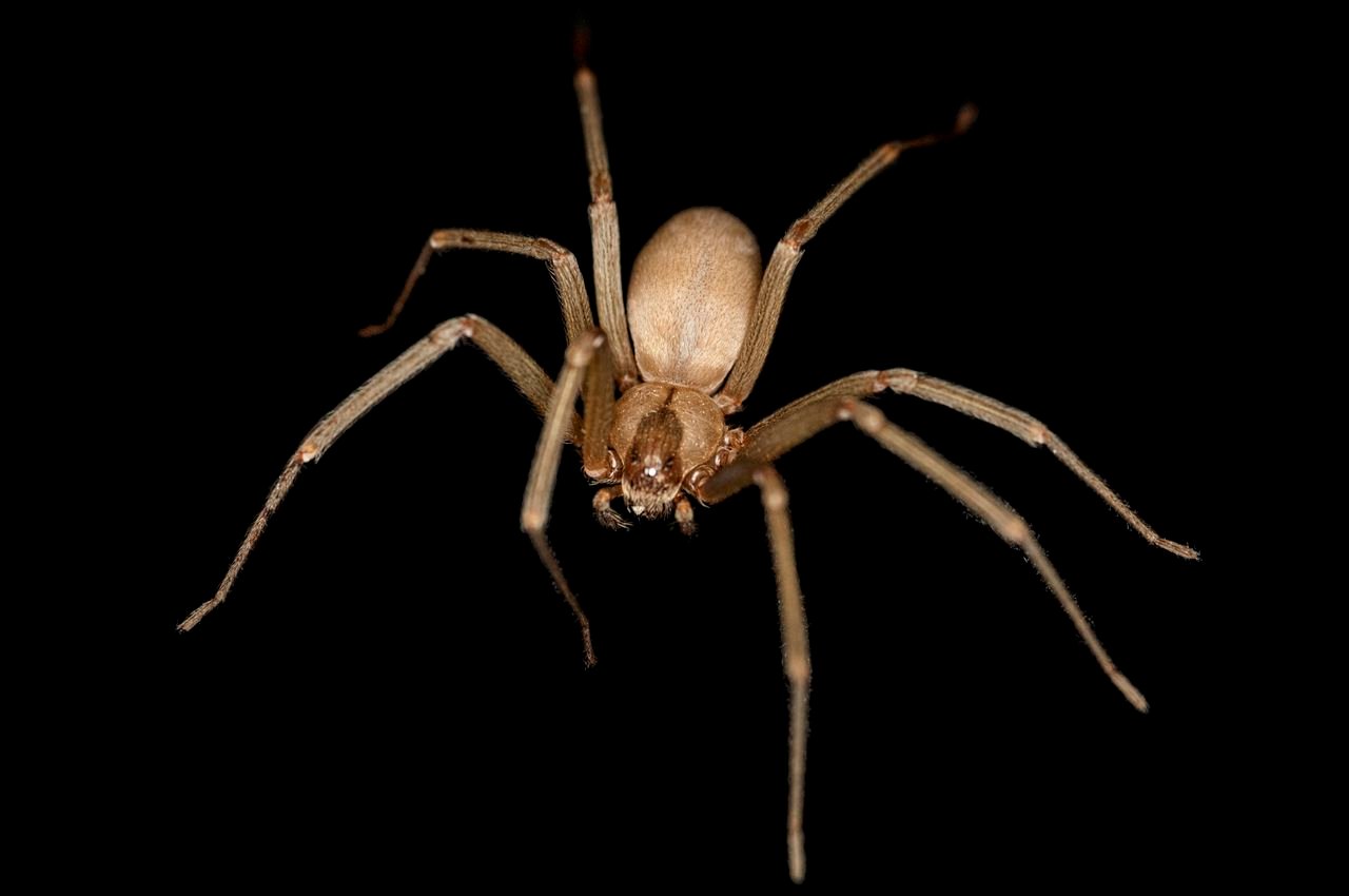 A brown recluse spider (Loxosceles reclusa).