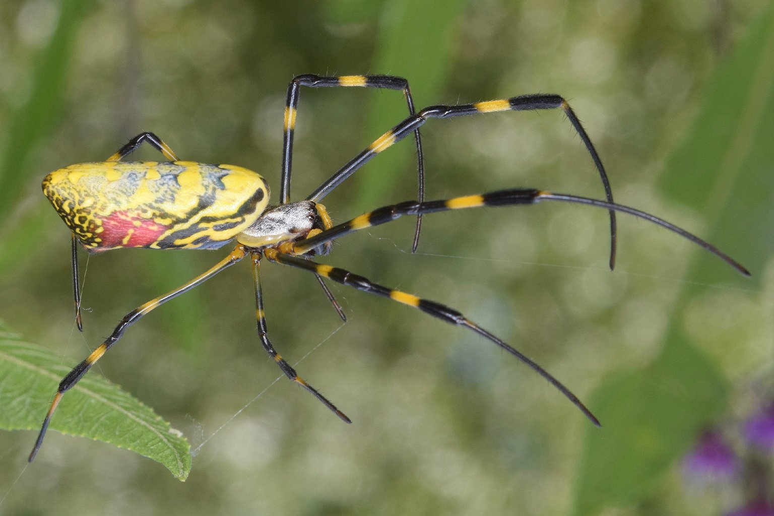 A Jorō spider (Trichonephila clavata).