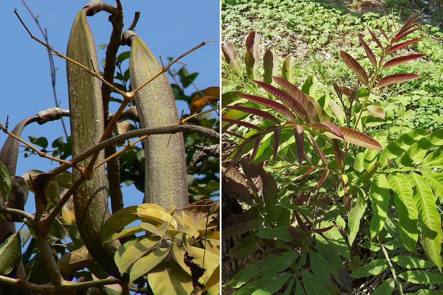 Kapung (<i>Oroxylum indicum</i>) seed pods (left) and sungkai (<i>Peronema canescens</i>) leaves