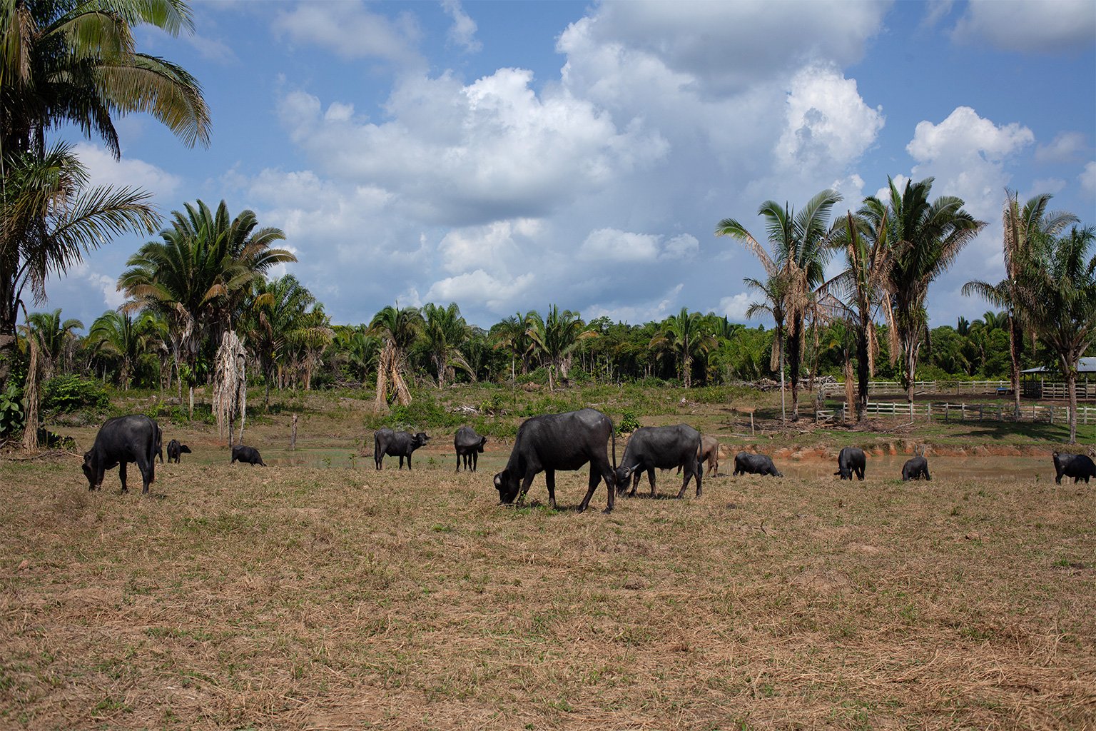 Potash mining is not the only threat facing the Mura people in northern Amazonas state. Indigenous communities in Autazes say their villages are being surrounded by buffalo ranches, which are wreaking social and environmental havoc. Image by Ana Ionova for Mongabay.