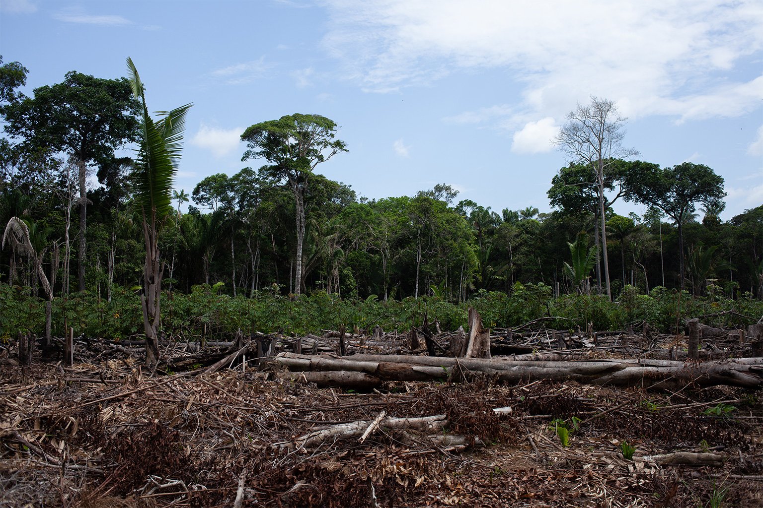 There are signs of a new frontier of deforestation emerging in Autazes, as invaders descend on this slice of the Amazon. Indigenous leaders say the area is now plagued by illegal logging and land grabbing. Much of it is related to speculation as a massive potash mining project awaits approval. Image by Ana Ionova for Mongabay.