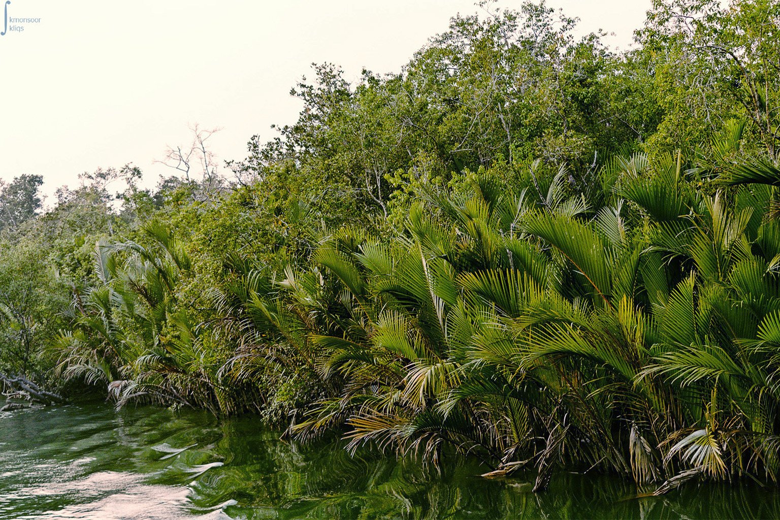 Golpata, or nipa palm (Nypa fruticans).