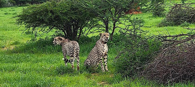 Two brothers at Erindi Game Reserve. Rehabilitated cheetahs could play a role in rewilding the species across its former range. Image courtesy of the Cheetah Conservation Fund.