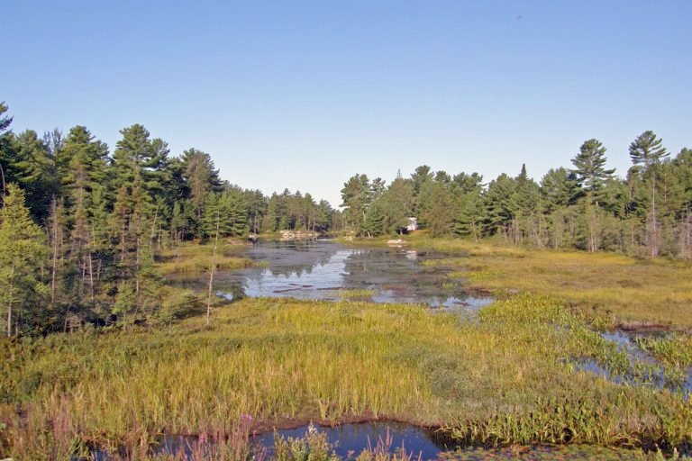 Wetlands in Northern Ontario. Image courtesy of Marcel Lemieux via Flickr (CC BY-NC-ND 2.0).