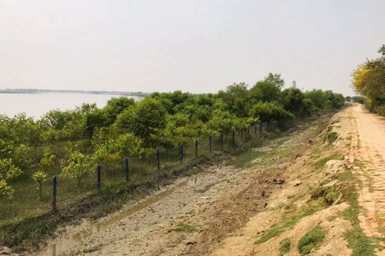 Mangrove trees planted between the sea and an embankment.