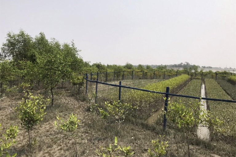 A nursery of native mangrove tree saplings maintained by coastal communities. 