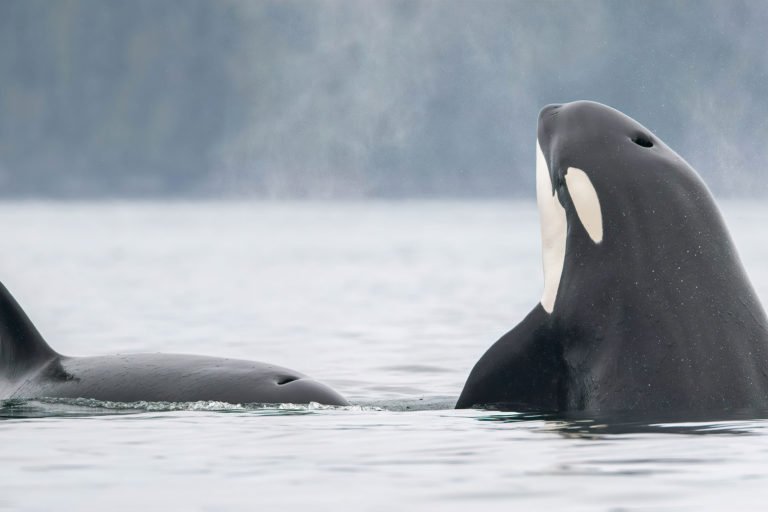 Orcas off the coast of British Colombia, Canada. Image courtesy of Anthony Bucci.