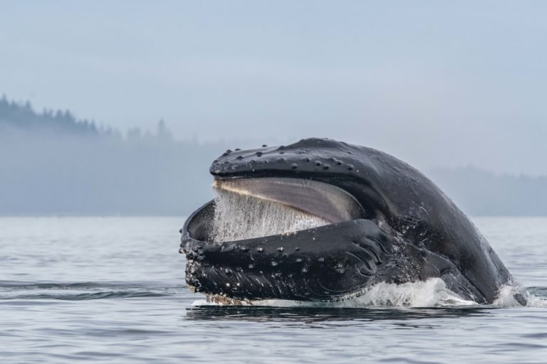Humpback whale off the coast of British Colombia, Canada. Image courtesy of Orcas off the coast of British Colombia, Canada. Image courtesy of Anthony Bucci.