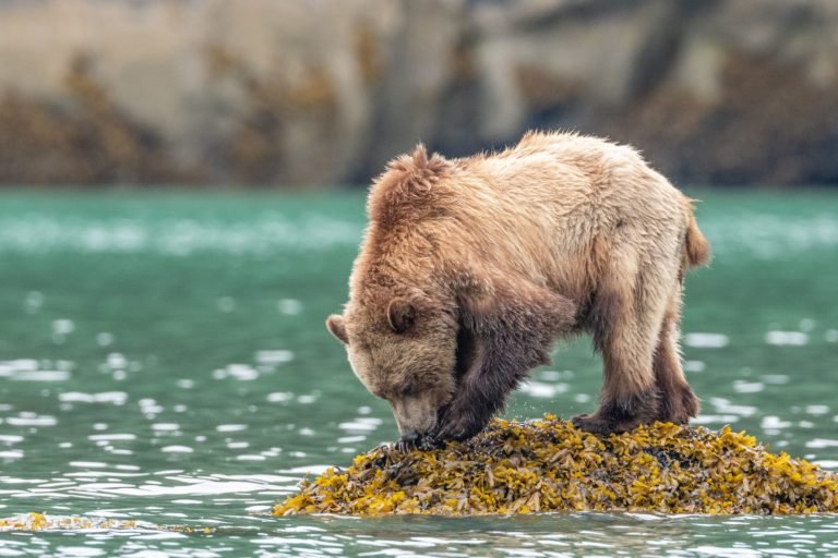 Grizzly bear in British Colombia, Canada. Image courtesy of Orcas off the coast of British Colombia, Canada. Image courtesy of Anthony Bucci.