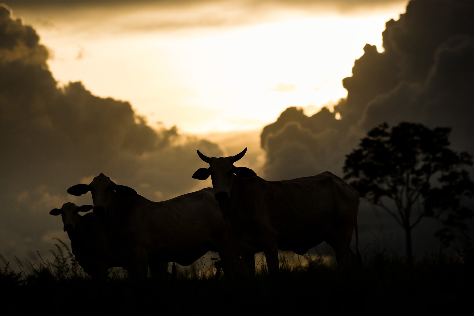 Rapid, sweeping expansion of Brazil’s cattle industry made it a player on the global stage in the 21st century, but only due to a massive infusion of international capital.