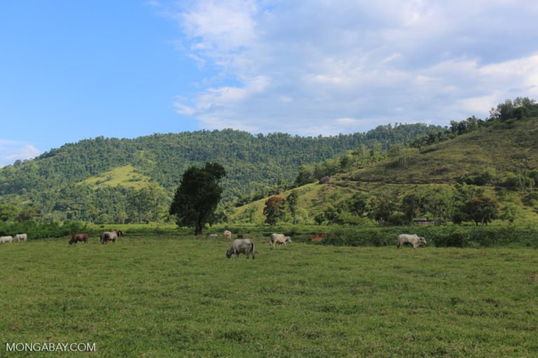 Cattle grazing on deforested land in Brazil.