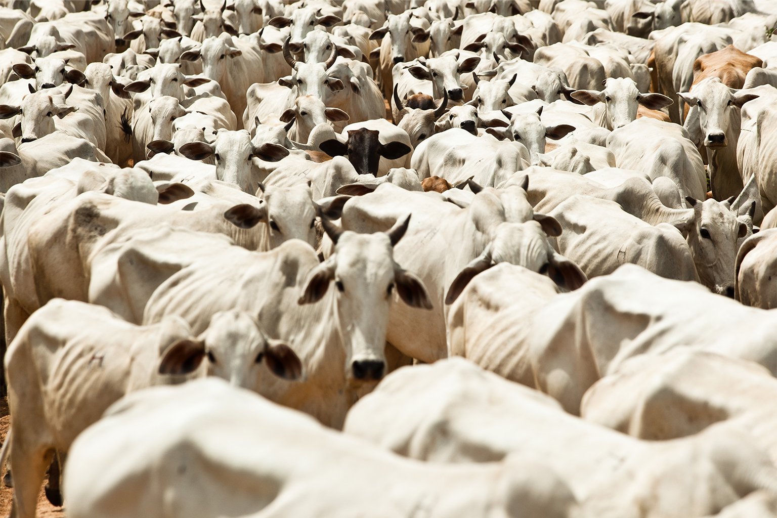 The Brazilian cattle industry is a major cause of Amazon deforestation.