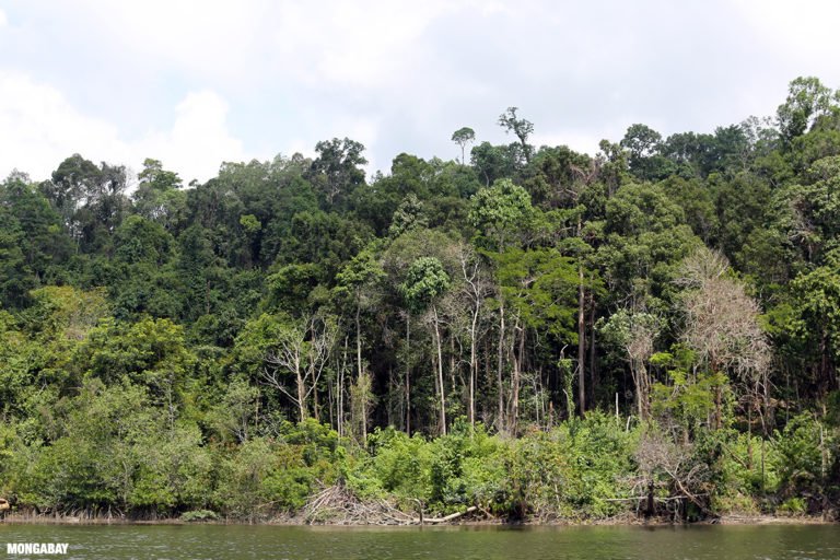 Cambodia forest