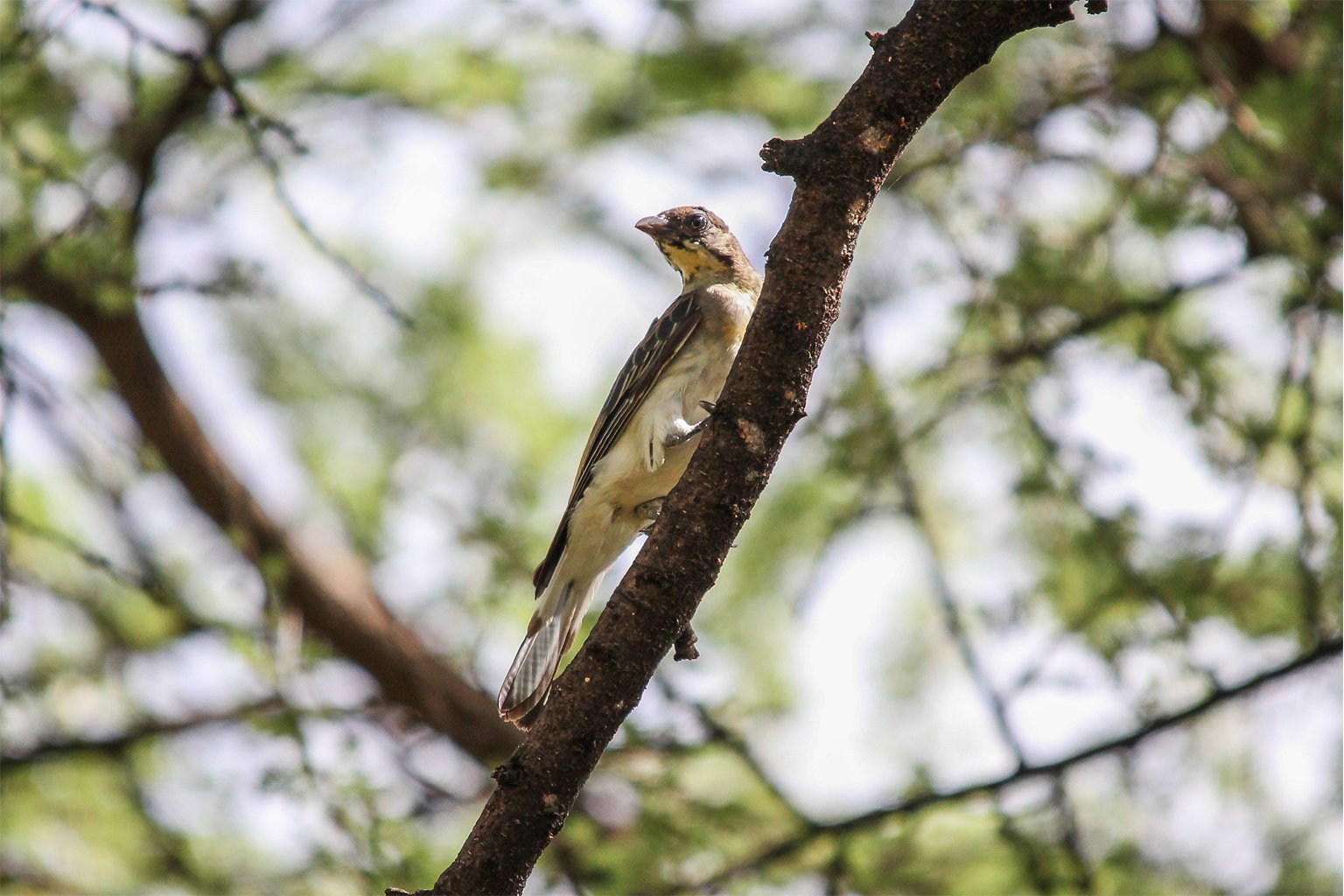 A greater honeyguide