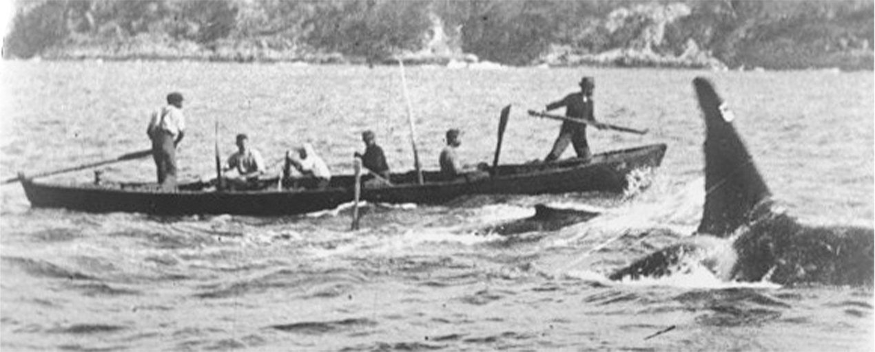 an orca swimming alongside a whaling boat