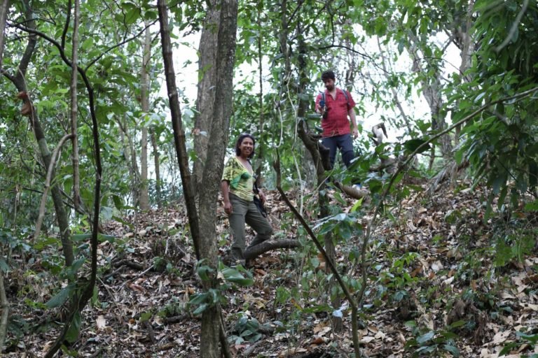 Co-author Carla Jaimes Betancourt descending from the central pyramid of the Cotoca site. Source: H. Prümers / DAI.