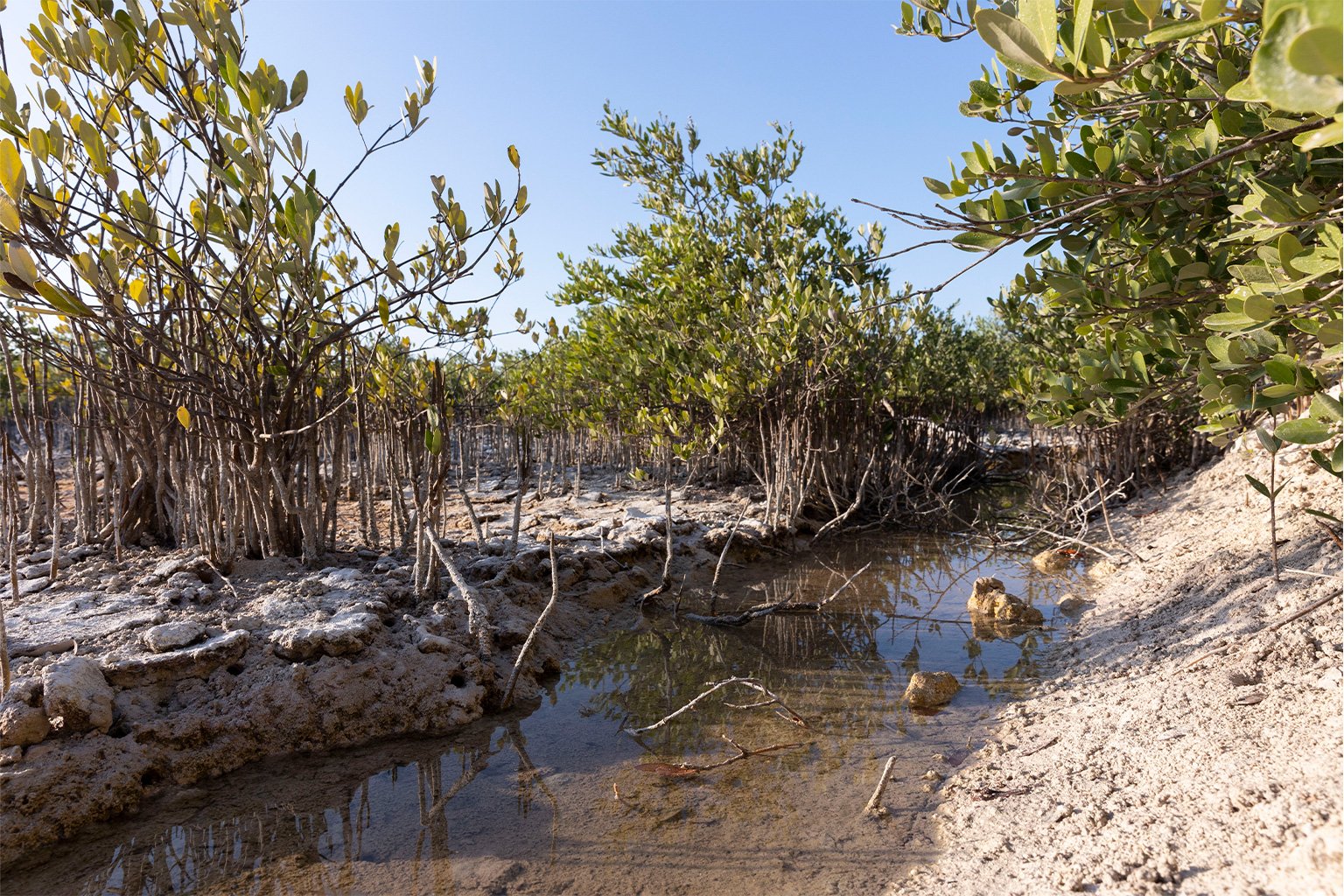 A patch of restored mangrove in Yucalpetén, Las Chelemeras' first work site.