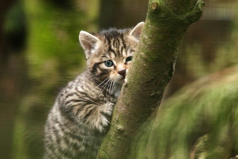 Wildcat kitten. Image courtesy of Saving Wildcats/Royal Zoological Society of Scotland.