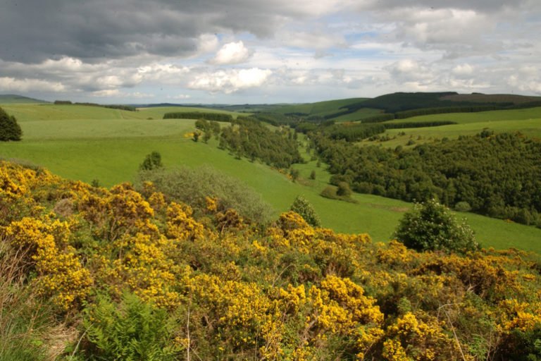 Clashindarroch Forest. Image courtesy of Forestry and Land Scotland.