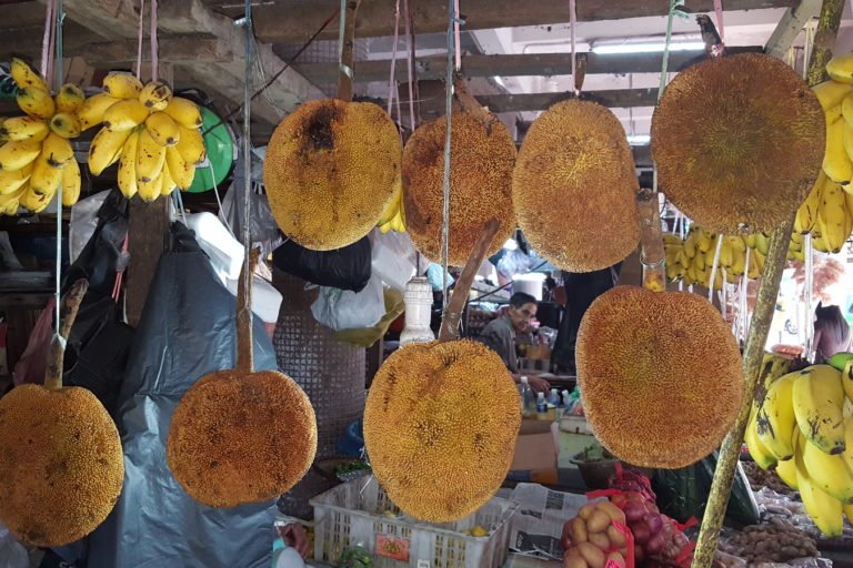 Artocarpus odoratissimus fruits 