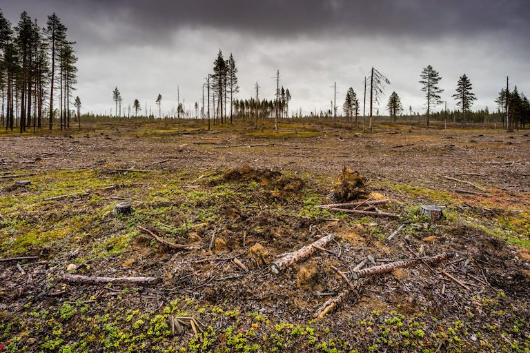 Logging operation in Sweden. Image courtesy of Marcus Westberg.