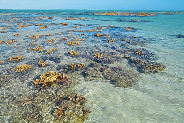 Shallow coral reef in New Caledonia. Image courtesy of Jeremy Bezanger on Unsplash.