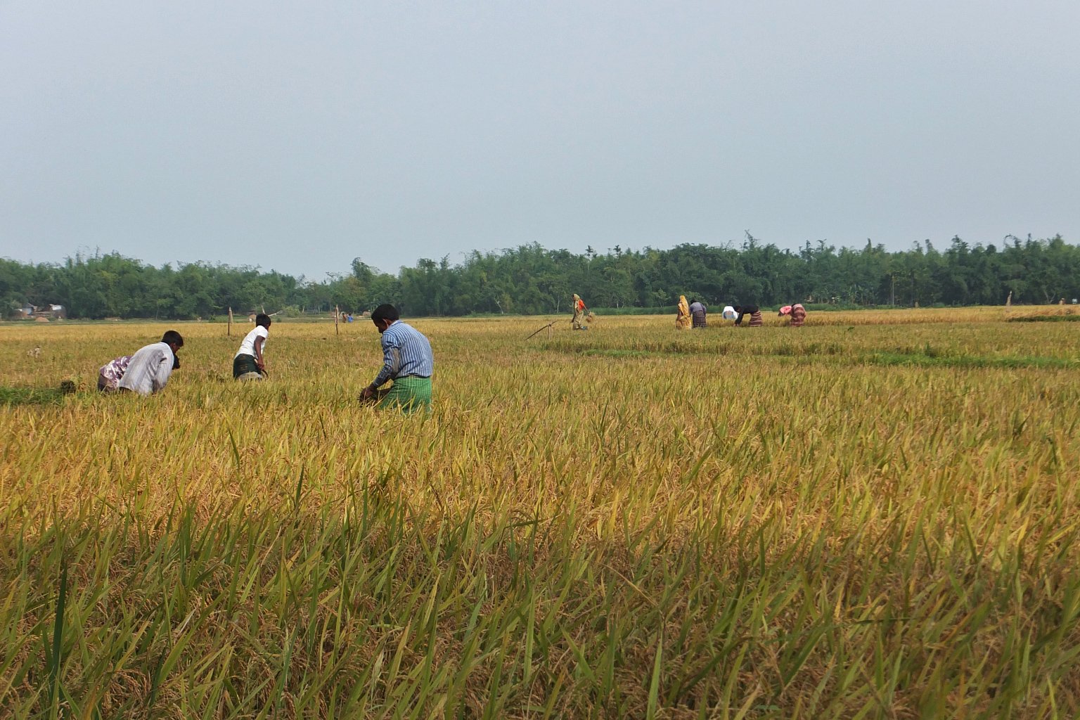 Farmers working in a rice field. 