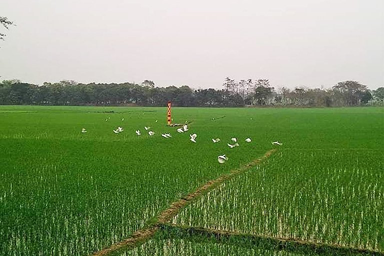 Egrets in Bangladesh's paddy fields.